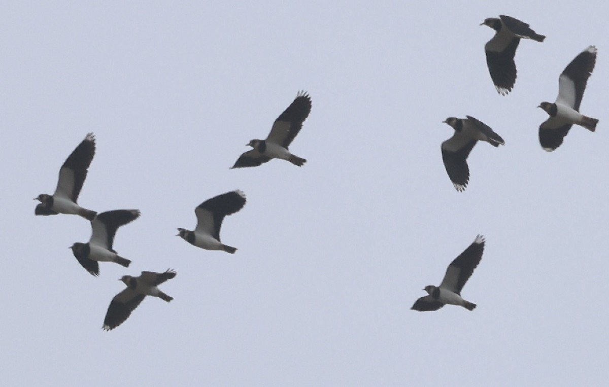 čejka chocholatá - ML646120210