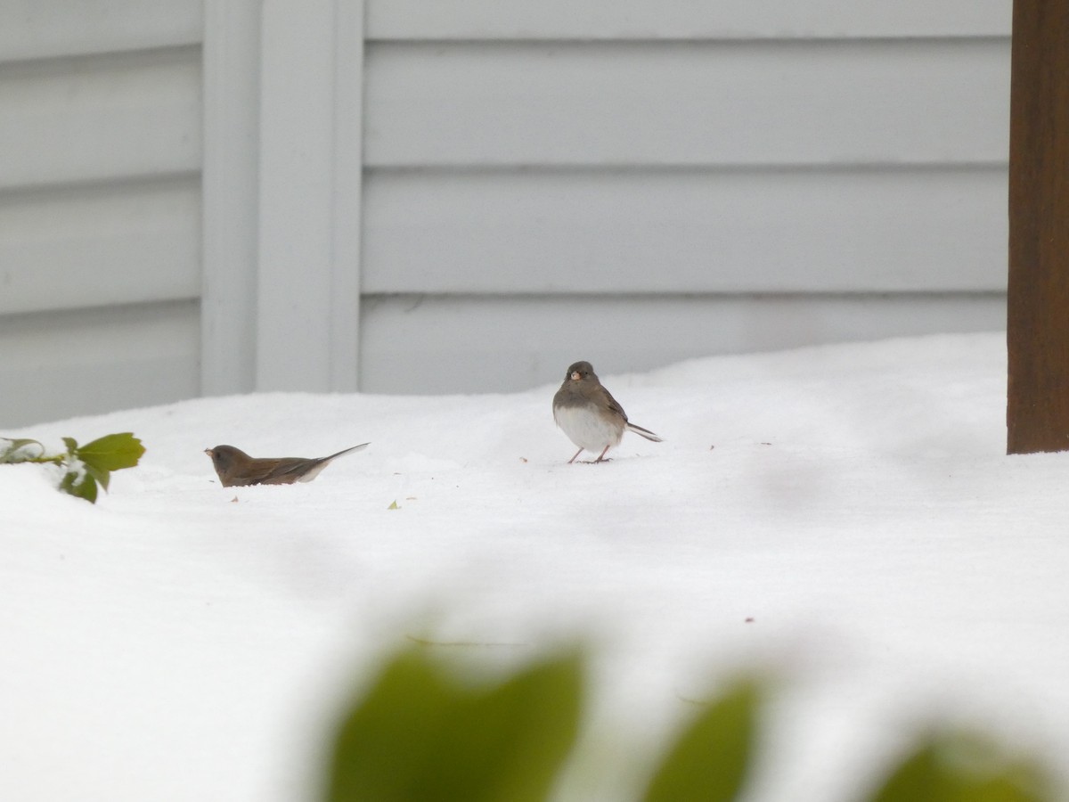 Dark-eyed Junco - ML646120214