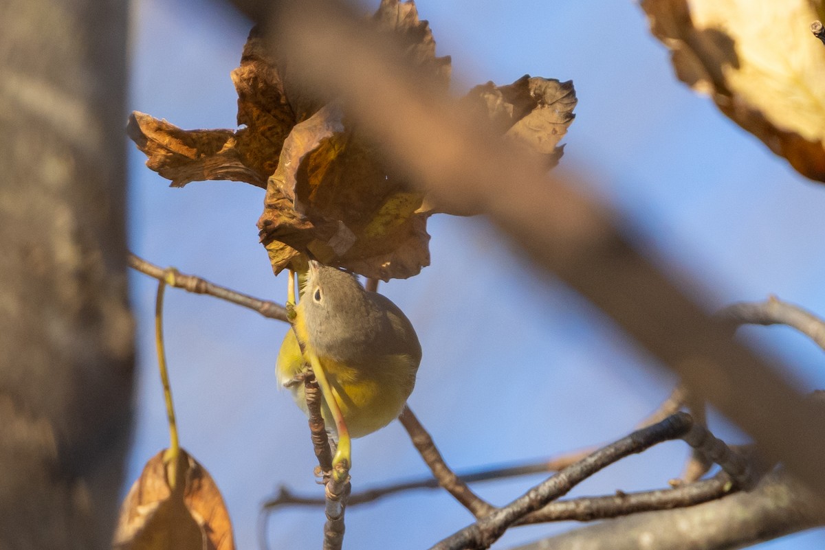 Nashville Warbler - ML646120215