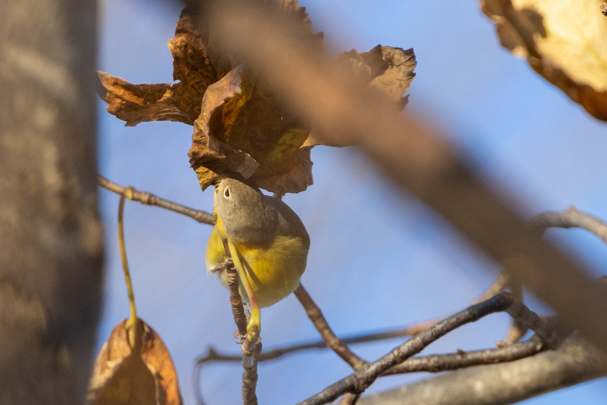 Nashville Warbler - ML646120216