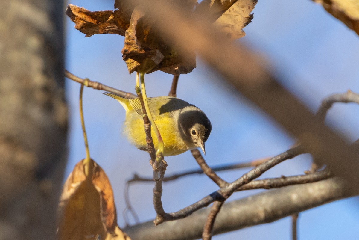 Nashville Warbler - ML646120217
