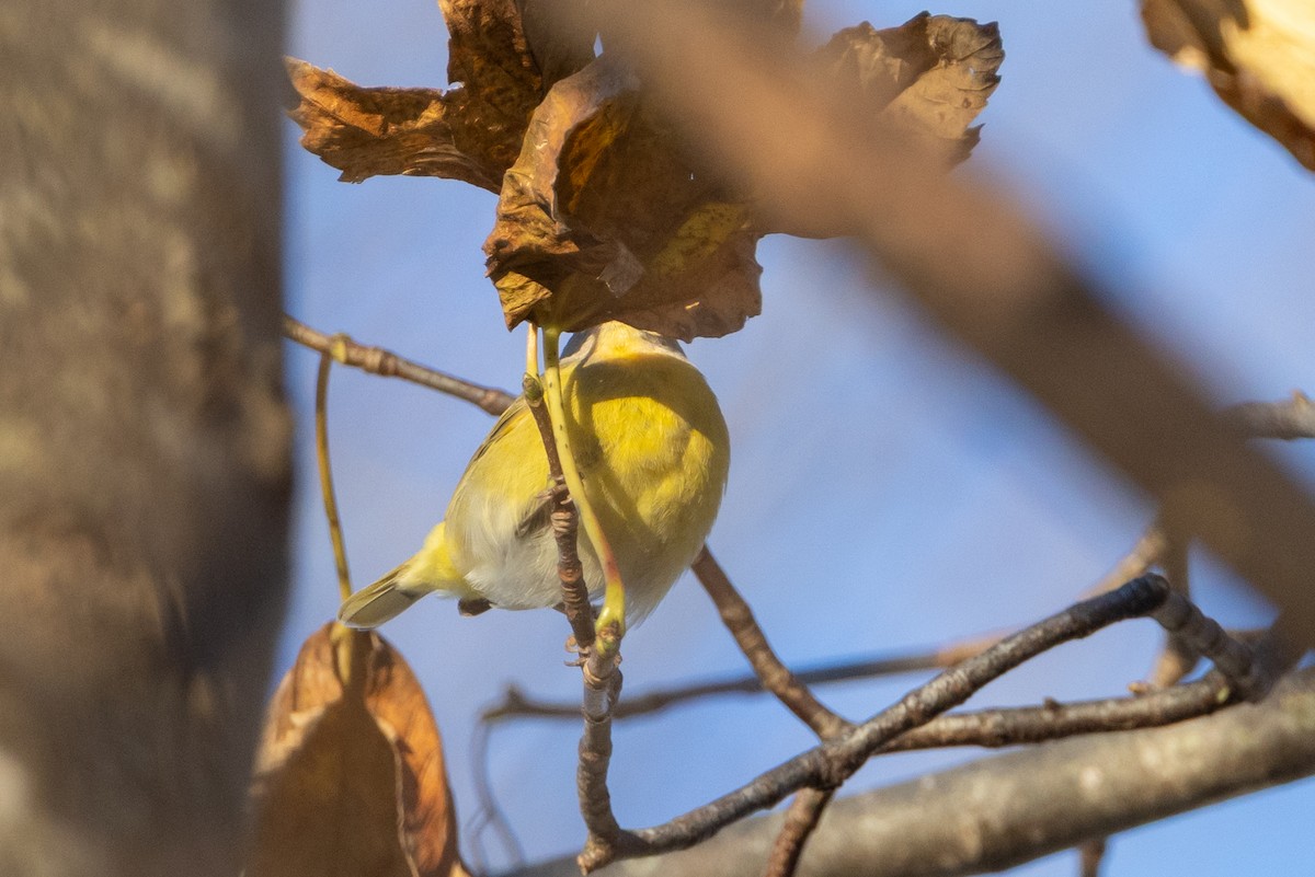 Nashville Warbler - ML646120218