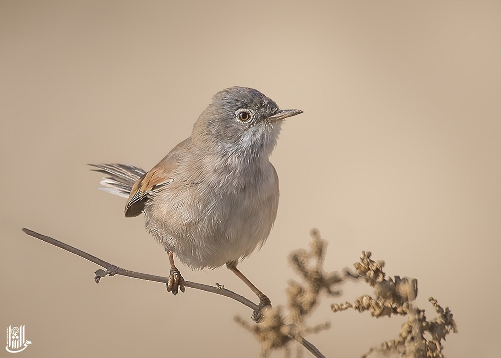 Spectacled Warbler - ML646120219