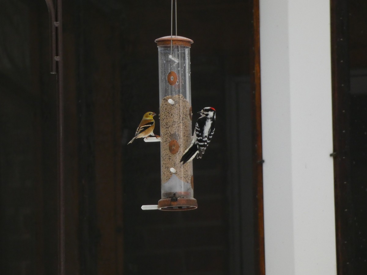 Downy Woodpecker - ML646120223