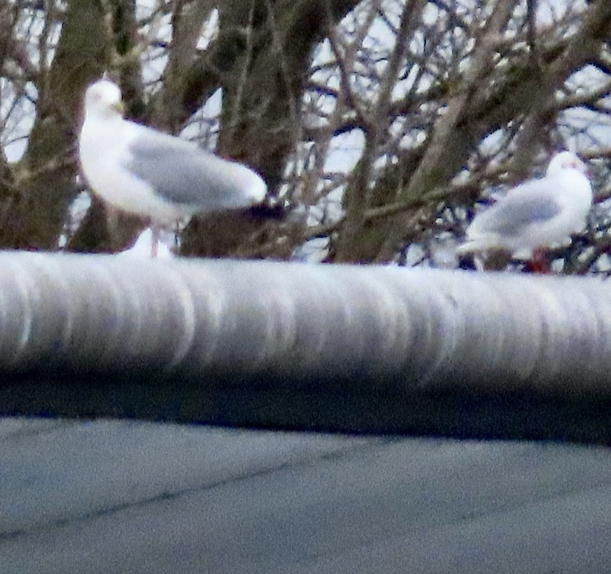 European Herring Gull - ML646120226