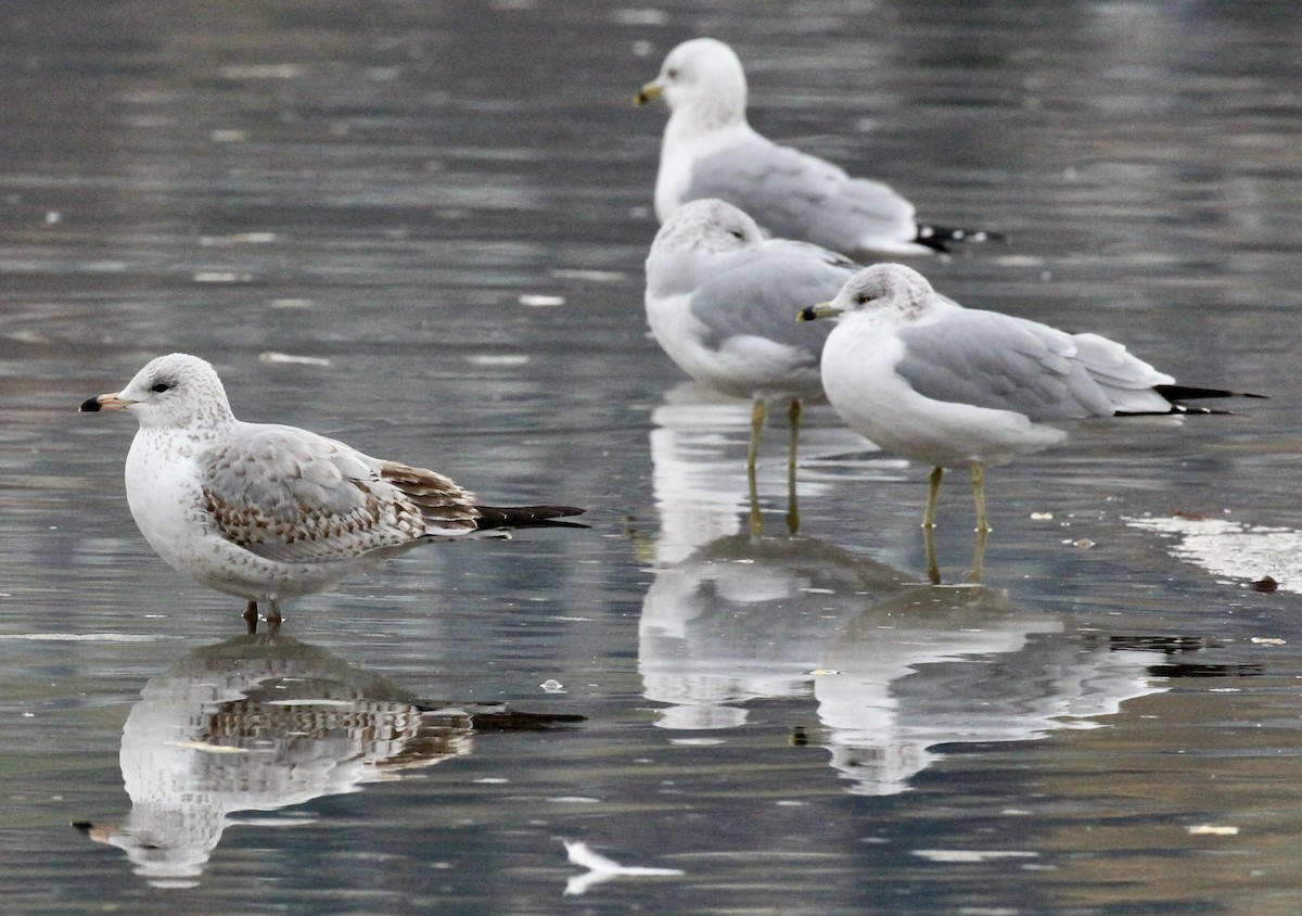 Ring-billed Gull - ML646120228