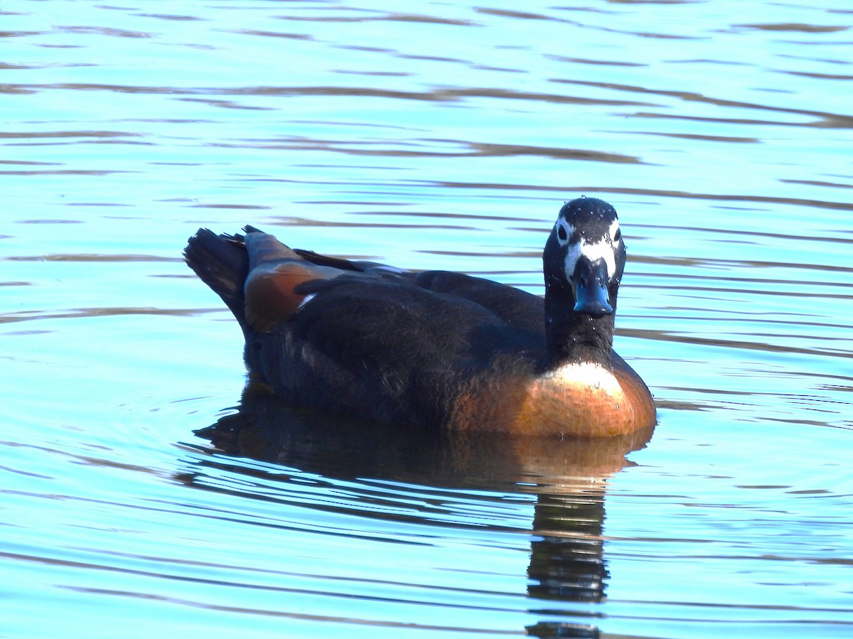 Casarca australiana - ML646120230