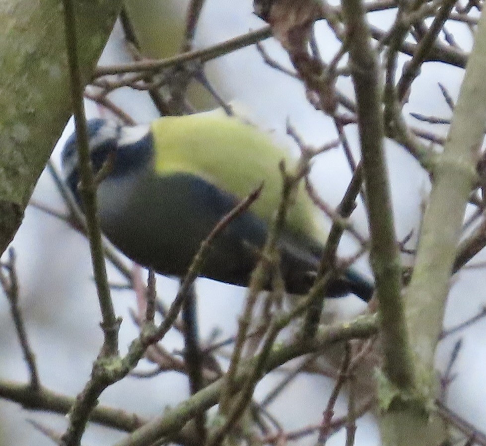 Eurasian Blue Tit - ML646120231