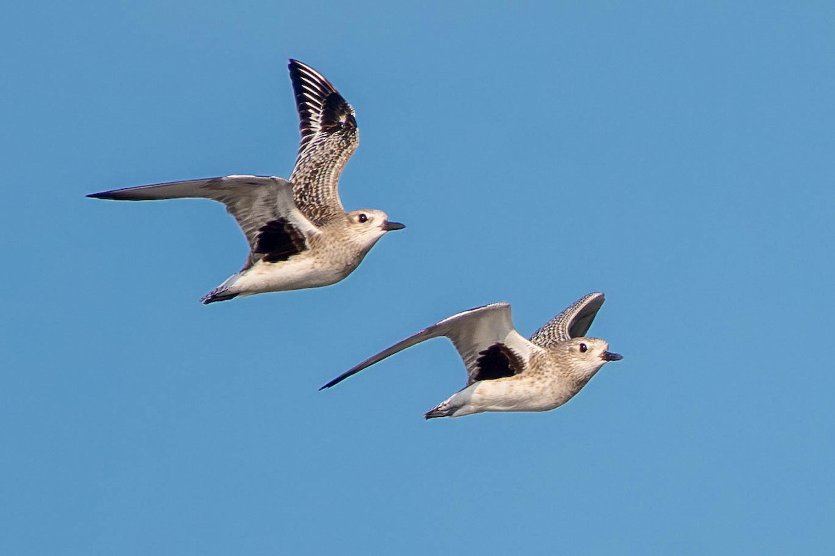 Chorlito Gris - ML646120232