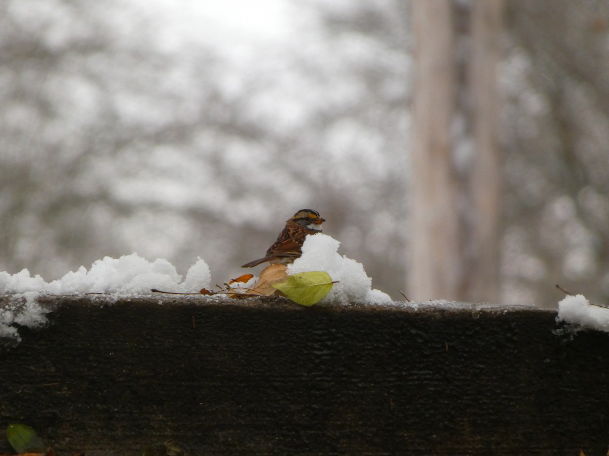 White-throated Sparrow - ML646120238