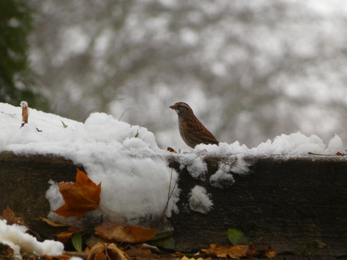 White-throated Sparrow - ML646120239