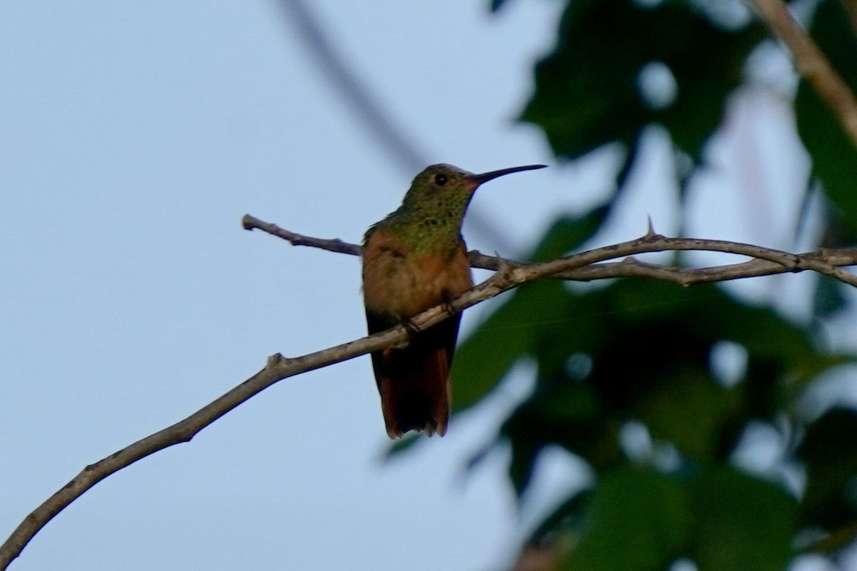 Buff-bellied Hummingbird - ML646120240
