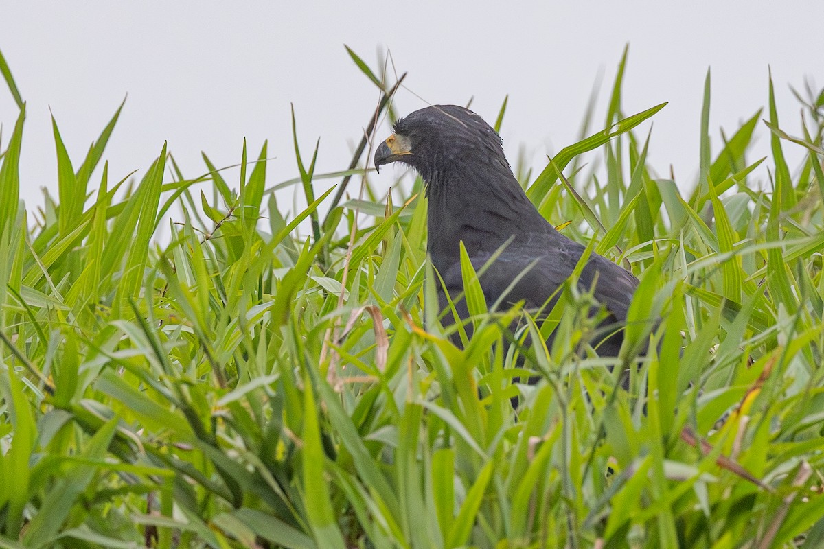 Great Black Hawk - ML646120243