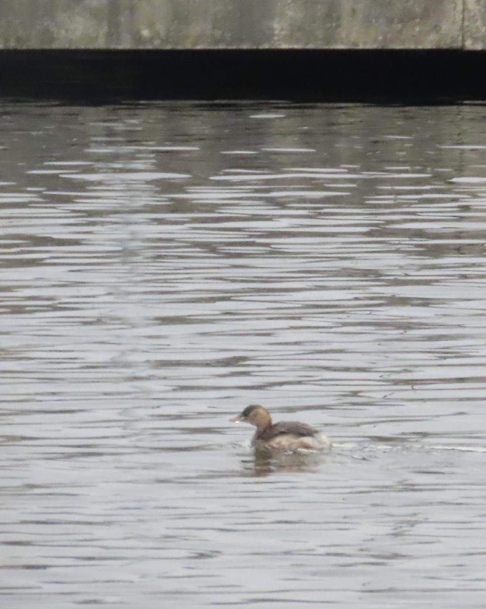 Little Grebe - ML646120244