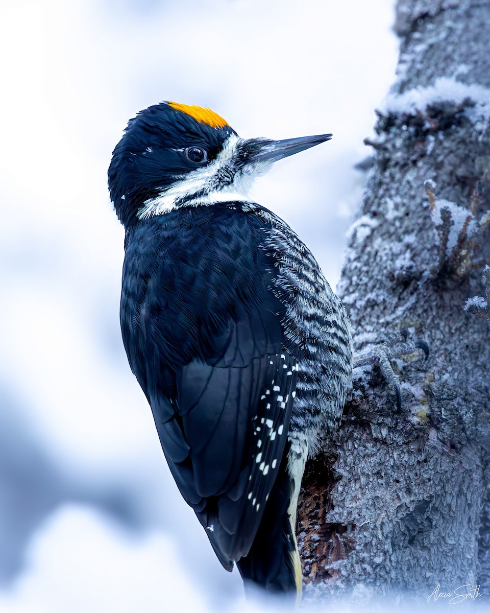 Black-backed Woodpecker - ML646120245