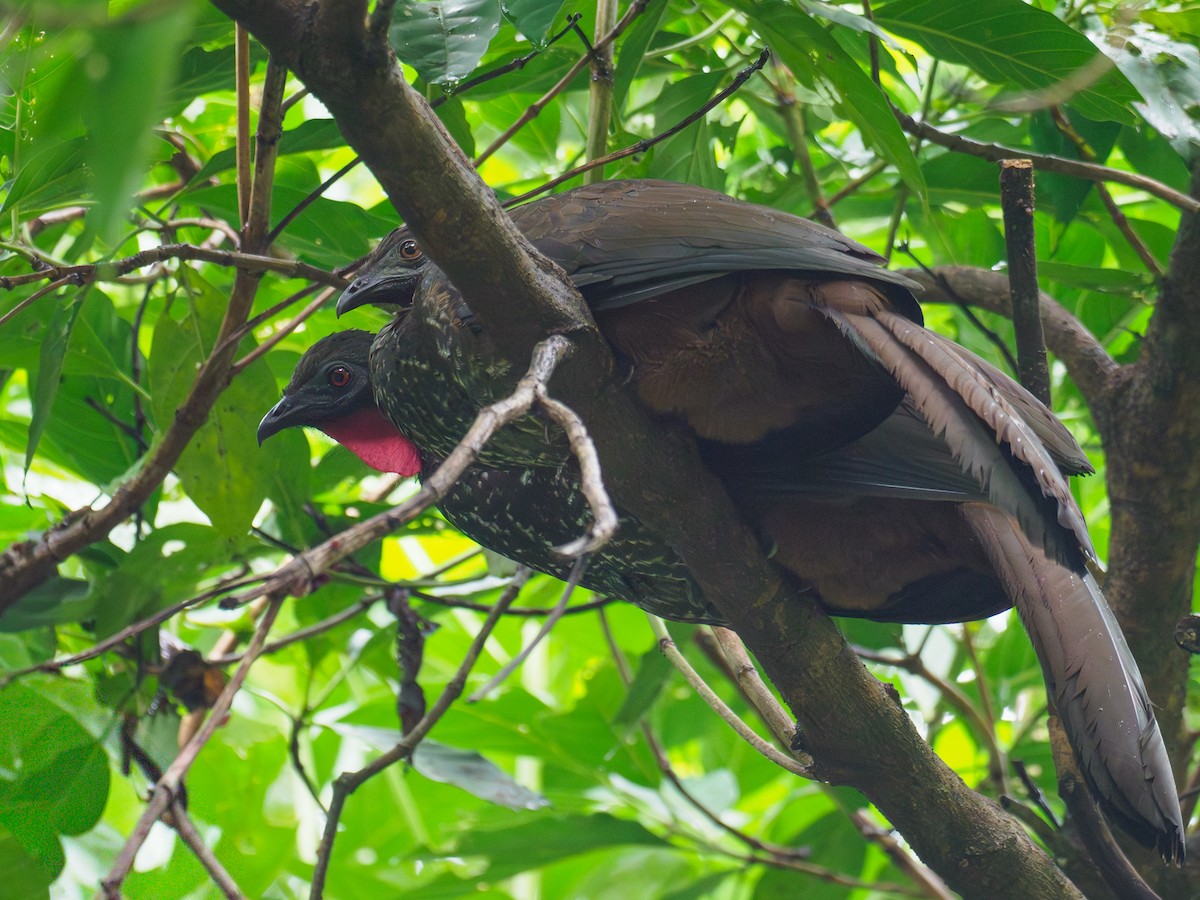 Crested Guan - ML646120246