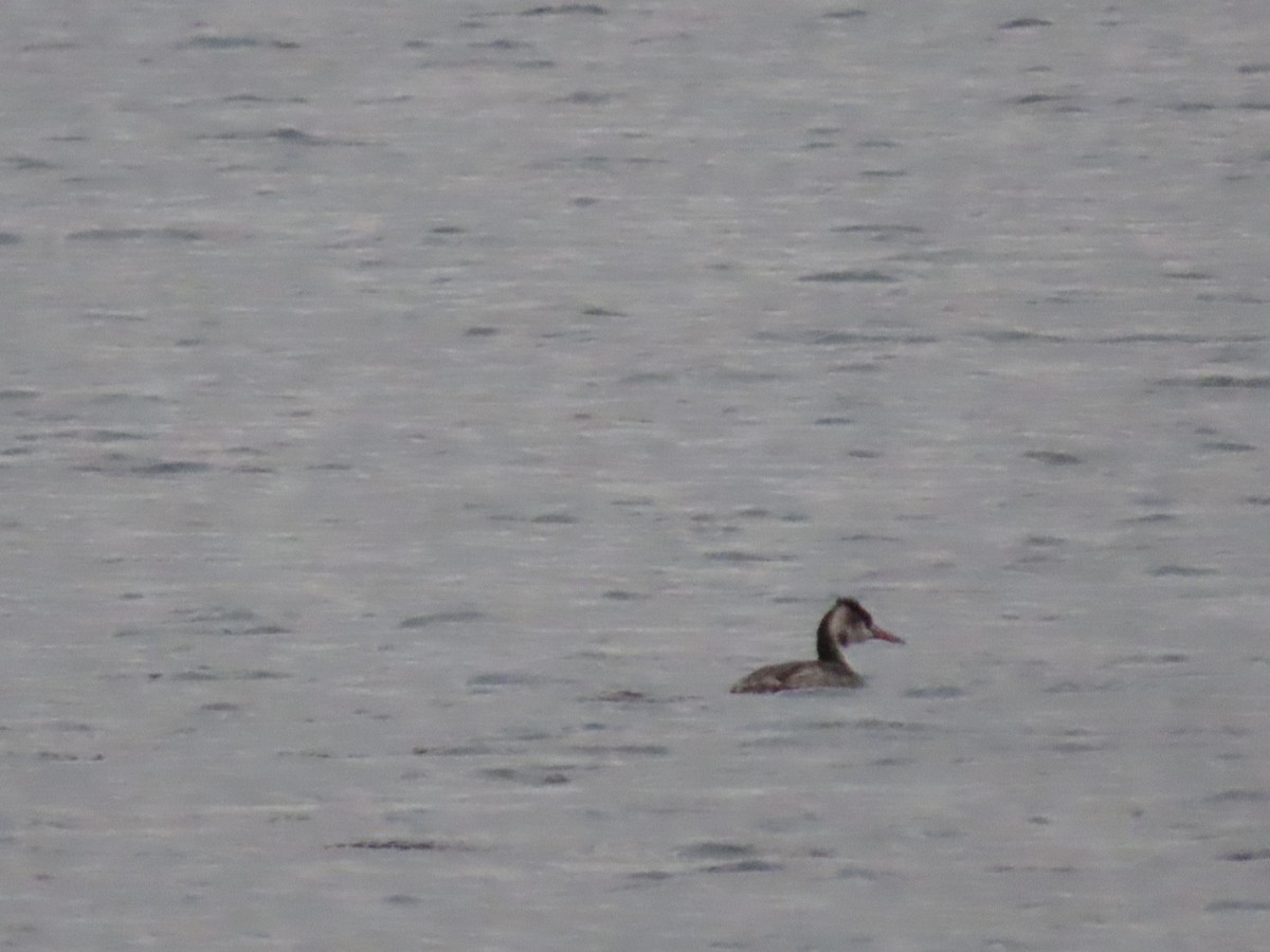 Great Crested Grebe - ML646120247