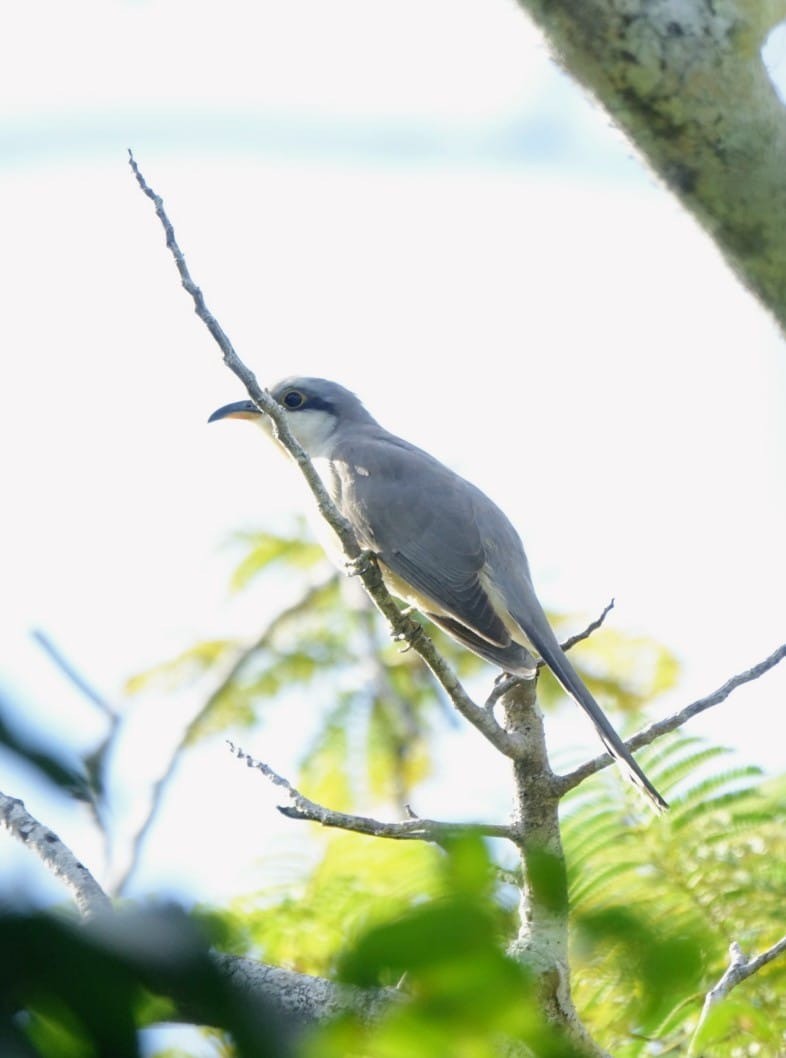 Mangrove Cuckoo - ML646120248