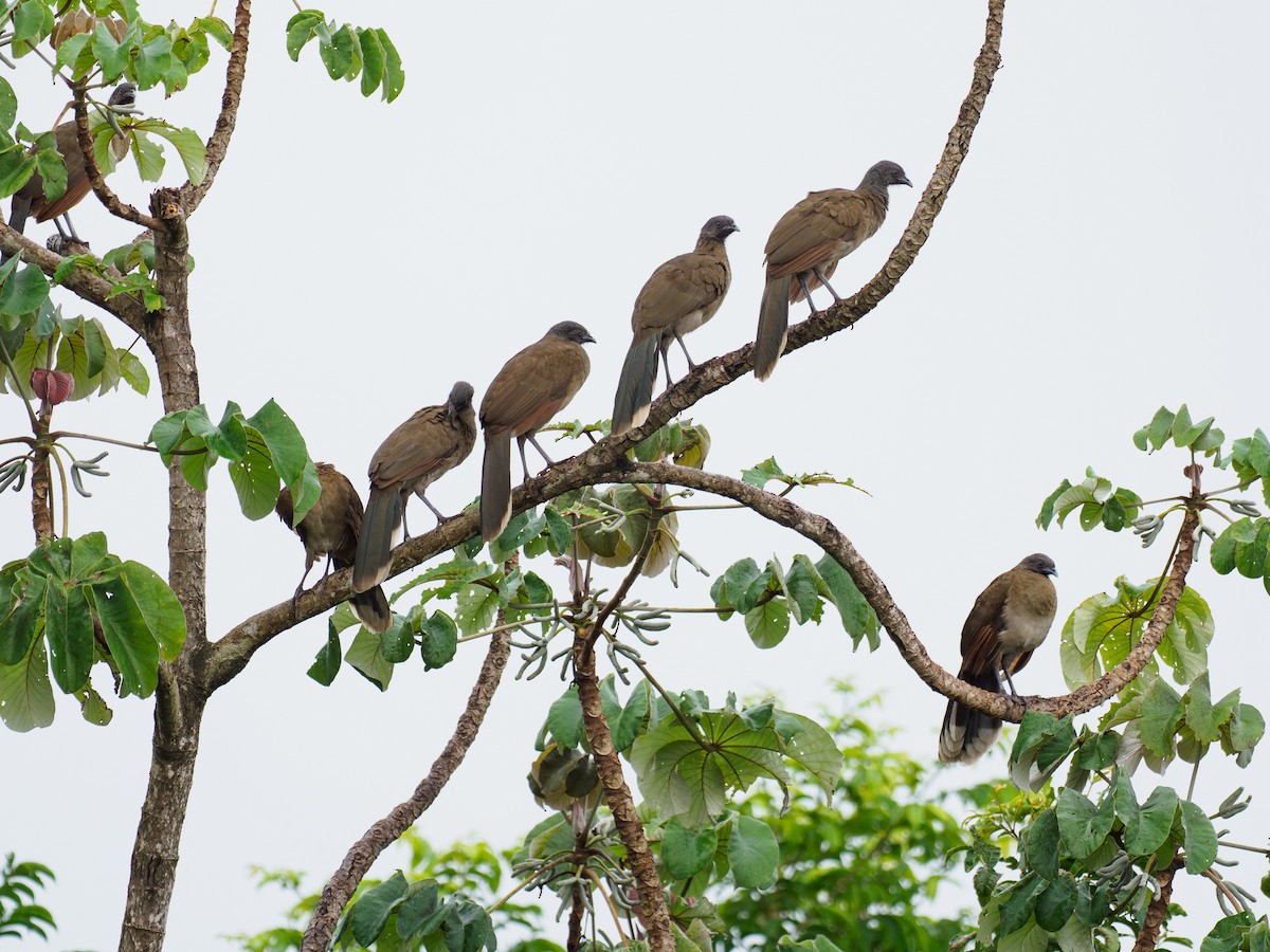 Gray-headed Chachalaca - ML646120250