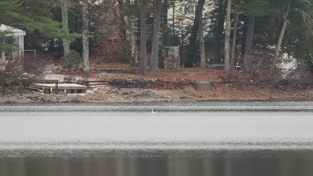 Red-throated Loon - ML646120253