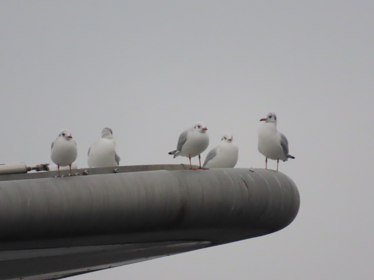 Black-headed Gull - ML646120254