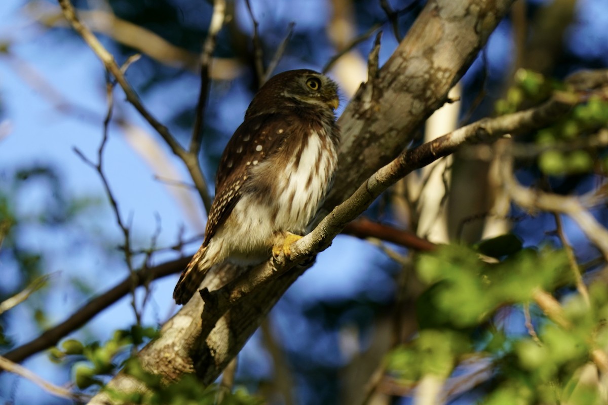 Ferruginous Pygmy-Owl - ML646120255