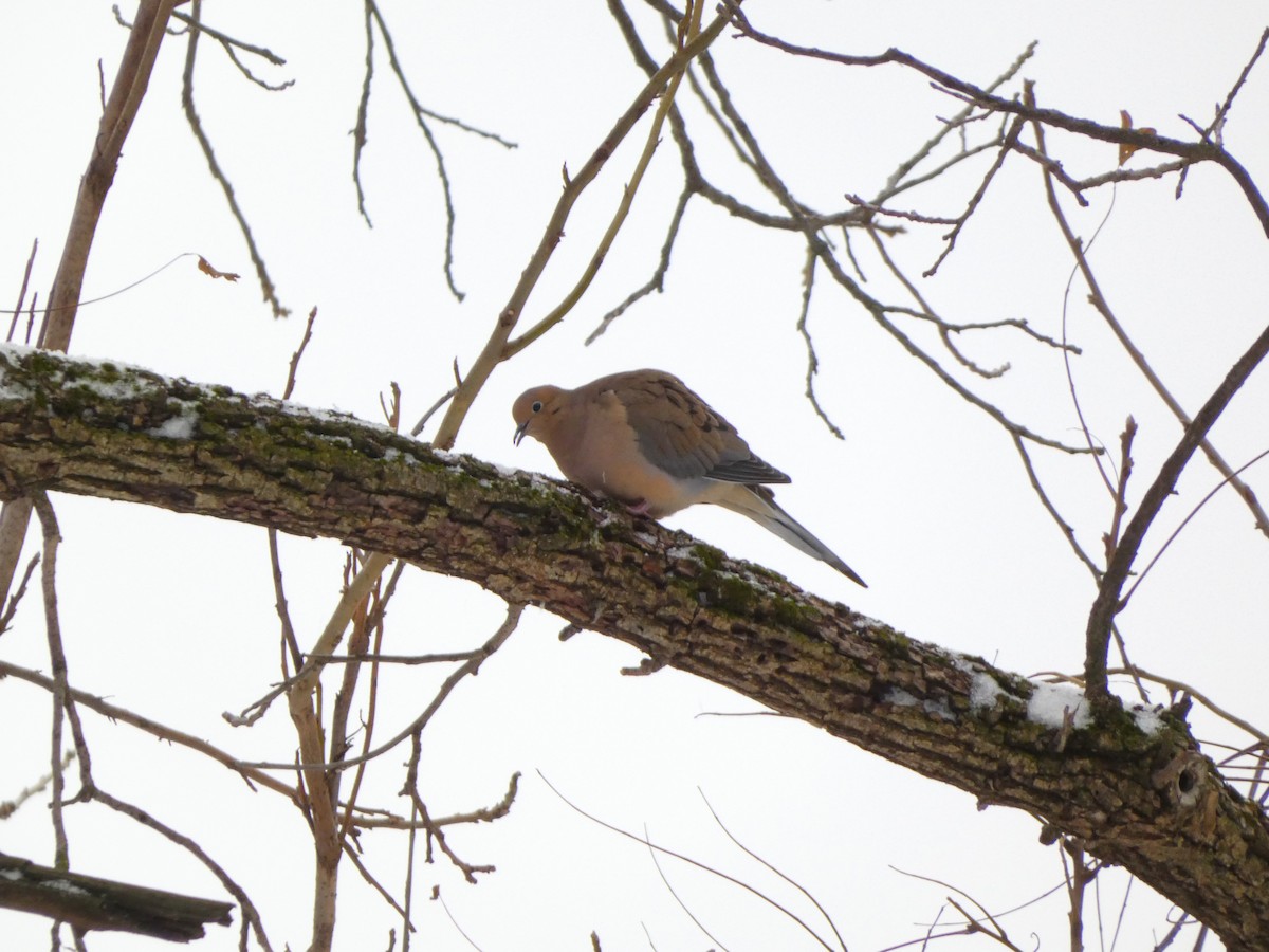 Mourning Dove - ML646120256