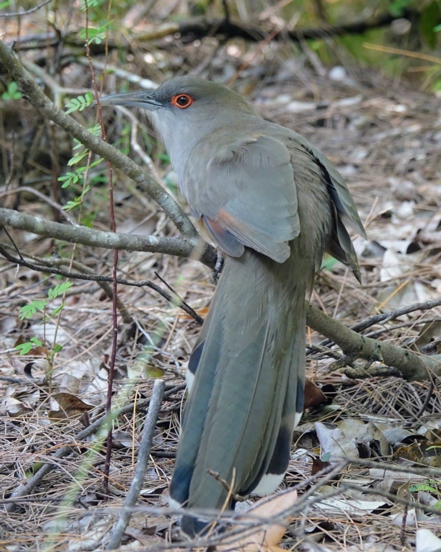Great Lizard-Cuckoo - ML646120258