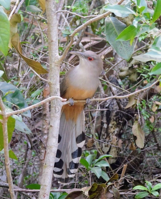 Great Lizard-Cuckoo - ML646120259