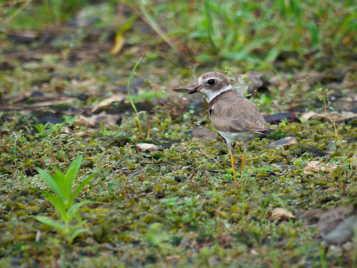 Semipalmated Plover - ML646120260