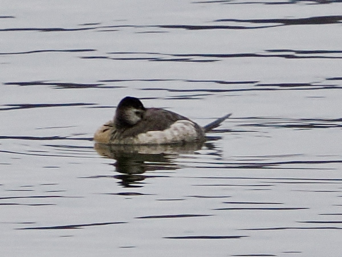 kachnice kaštanová - ML646120261