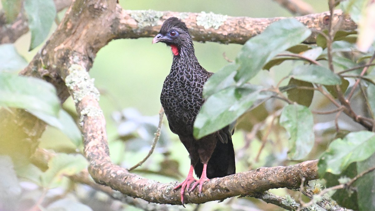 Andenguan - ML646120263