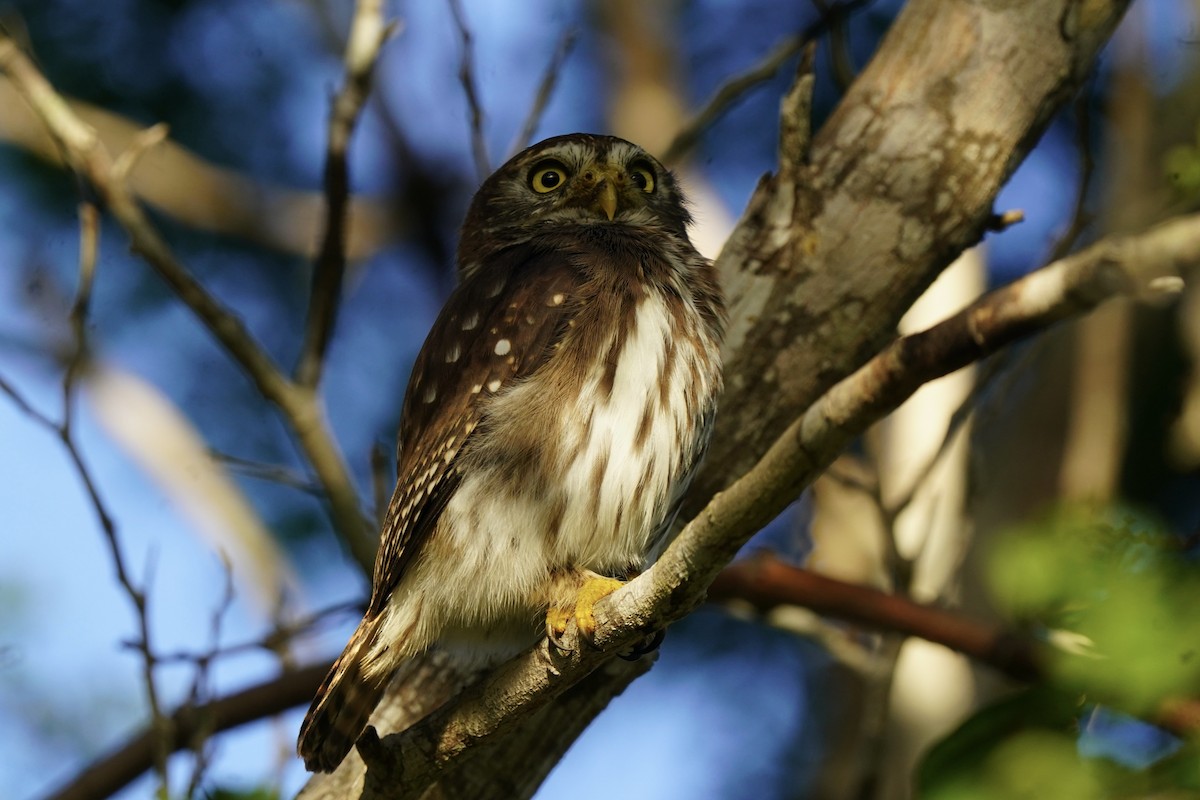 Ferruginous Pygmy-Owl - ML646120264