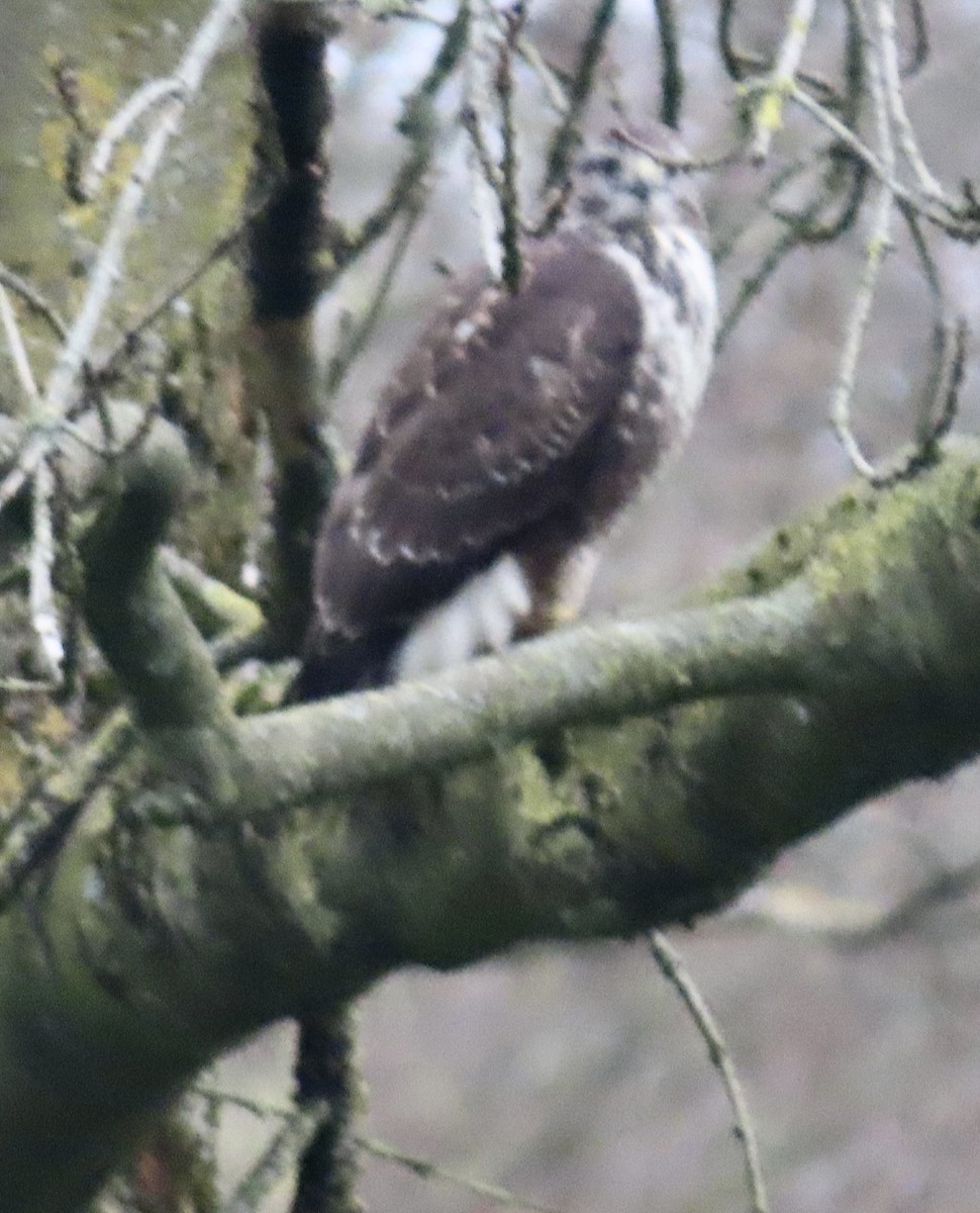 Common Buzzard - ML646120266
