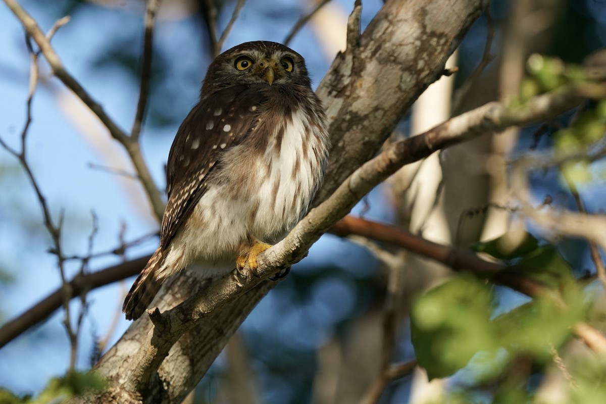 Ferruginous Pygmy-Owl - ML646120267