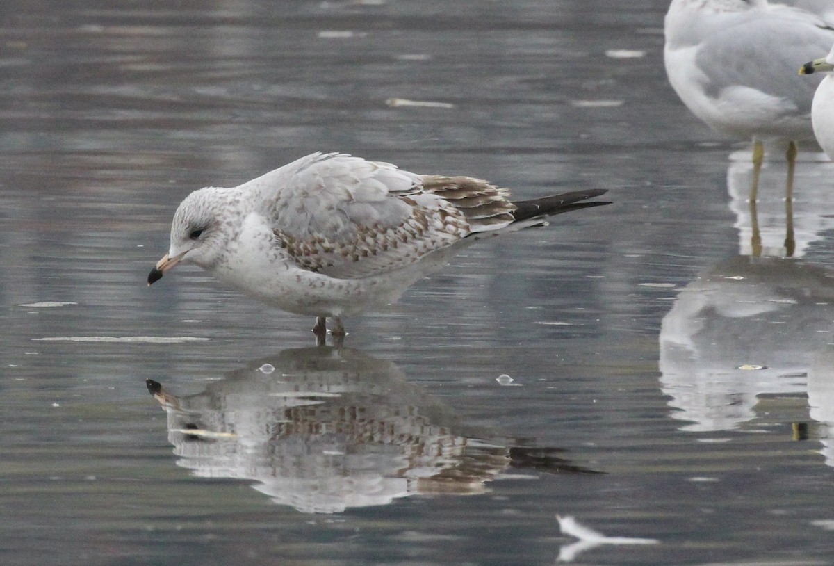 Ring-billed Gull - ML646120268
