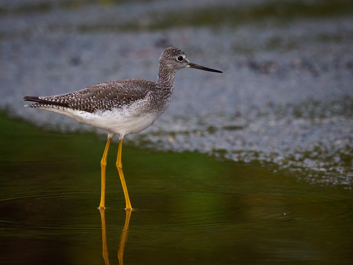 Greater Yellowlegs - ML646120269