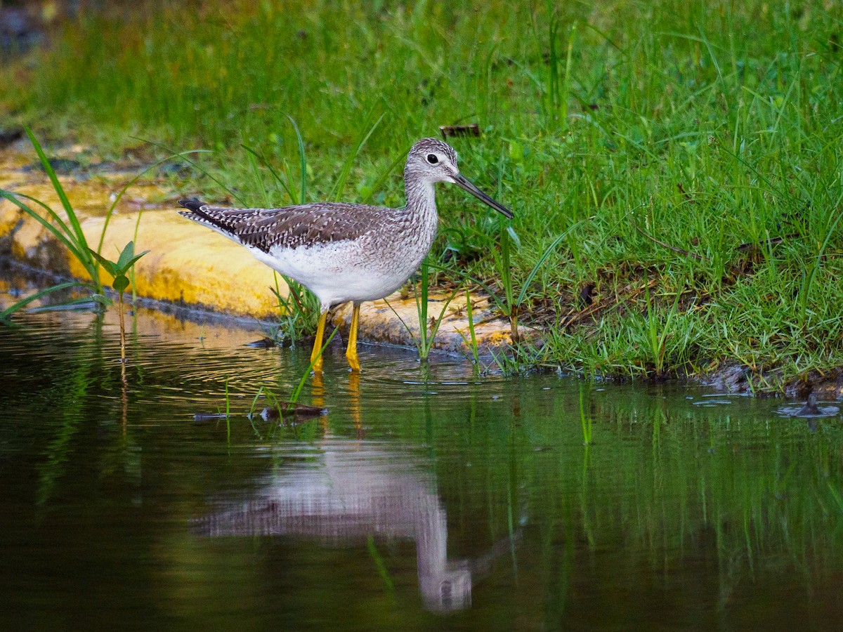 Greater Yellowlegs - ML646120270
