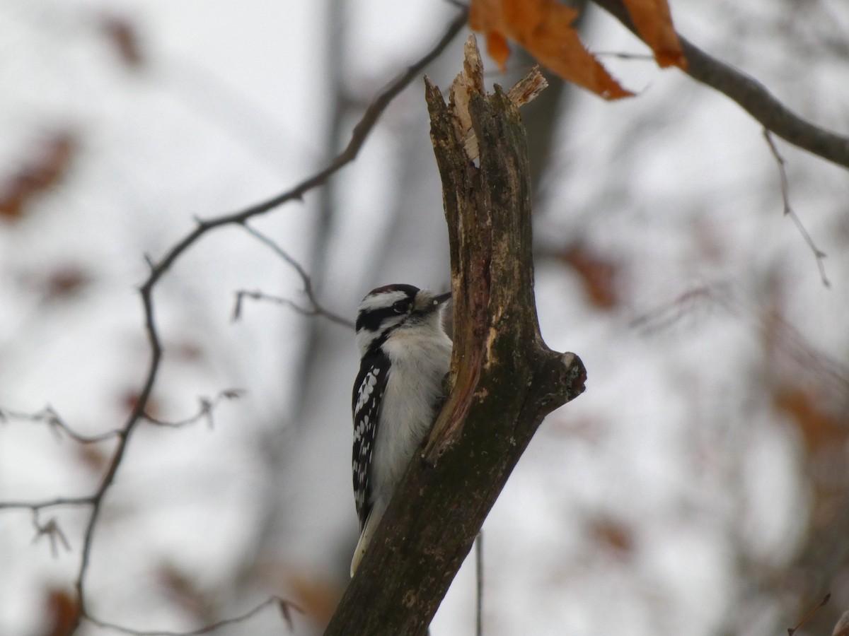 Downy Woodpecker - ML646120272