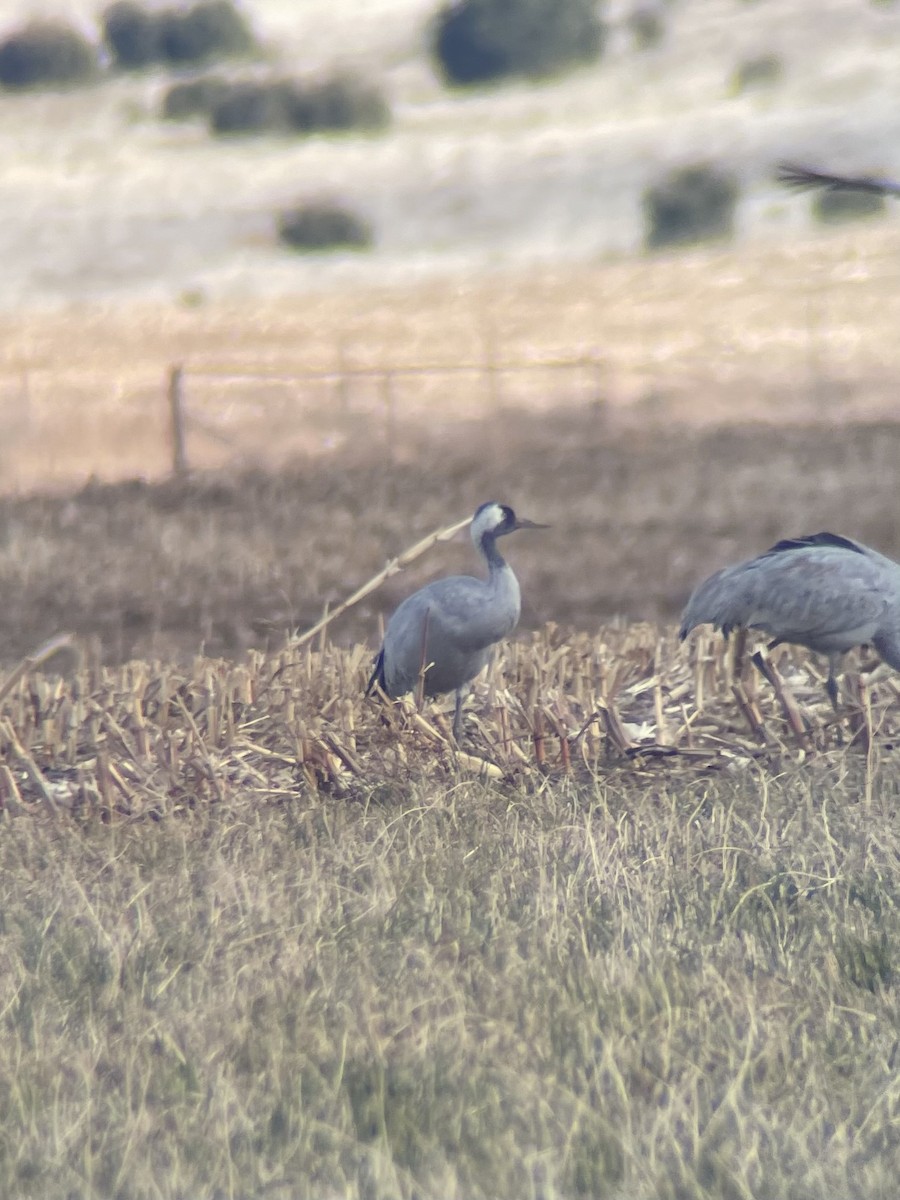 Common Crane - ML646120273