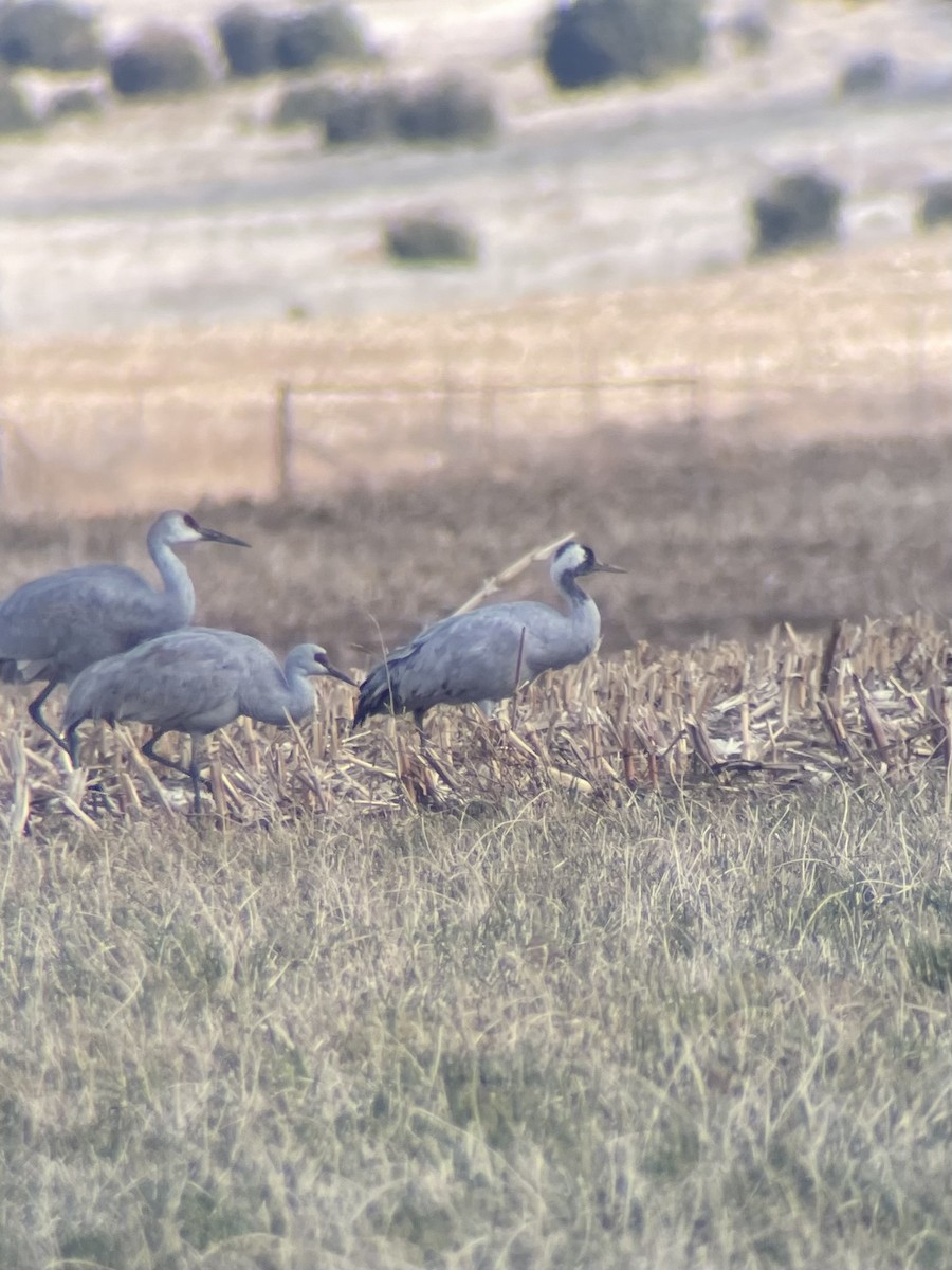 Common Crane - ML646120274