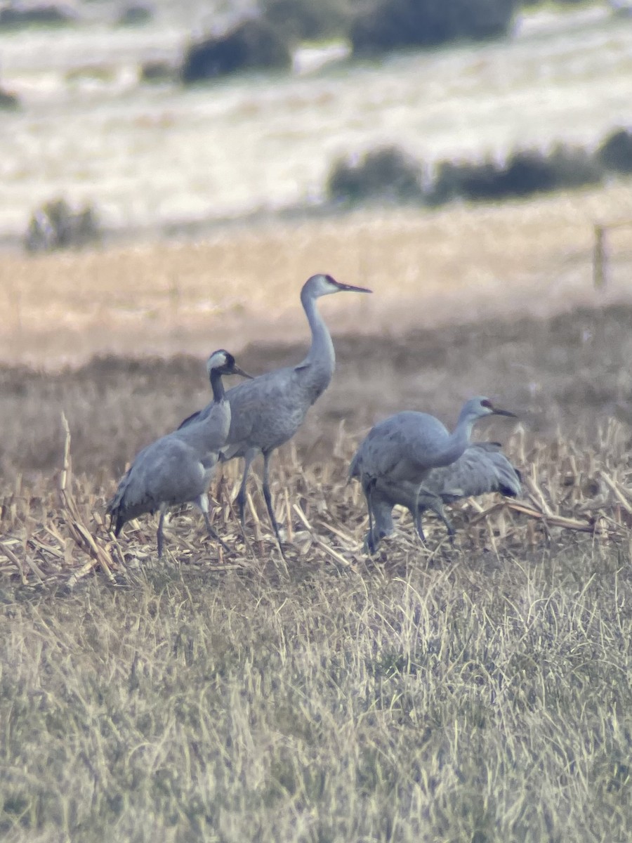 Common Crane - ML646120275