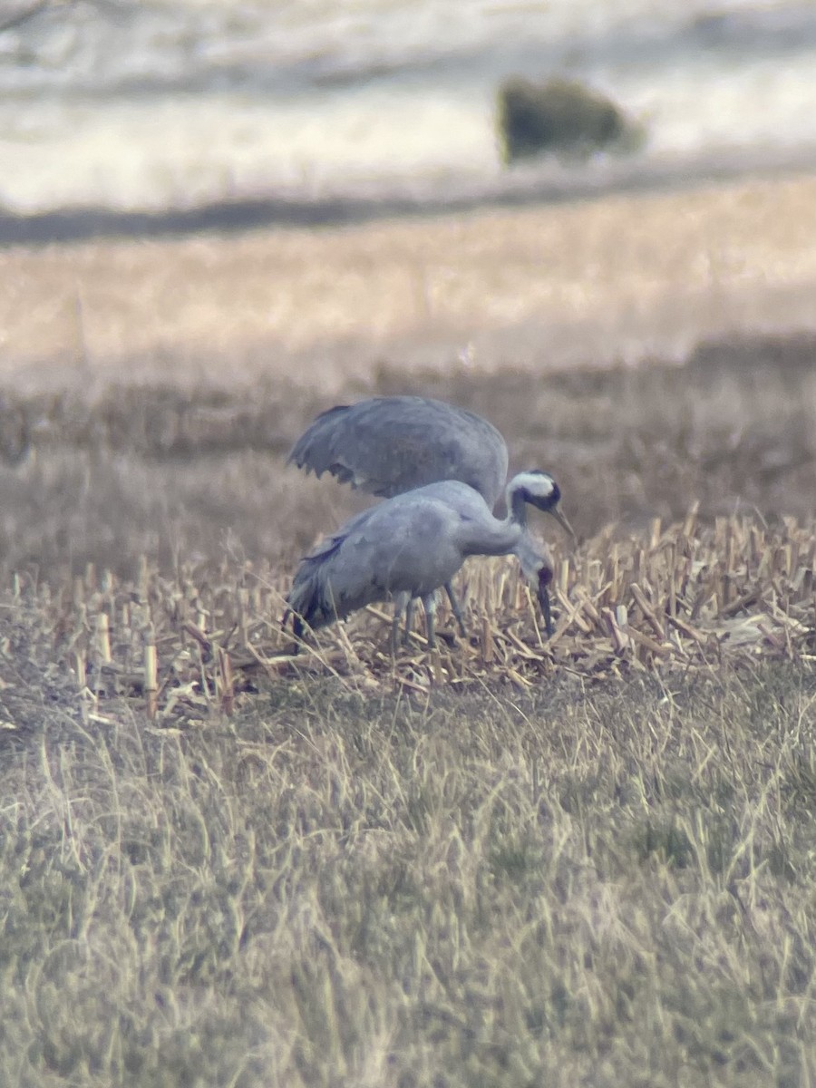 Common Crane - ML646120276