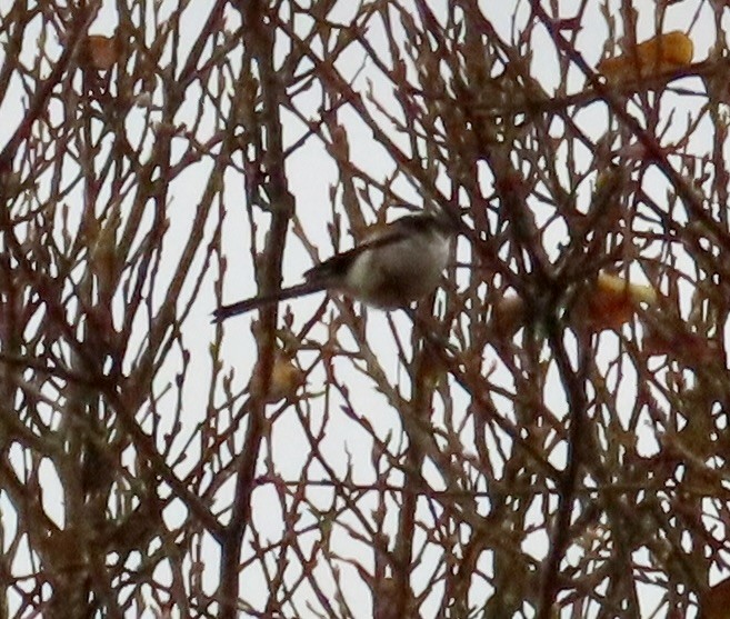 Long-tailed Tit - ML646120279