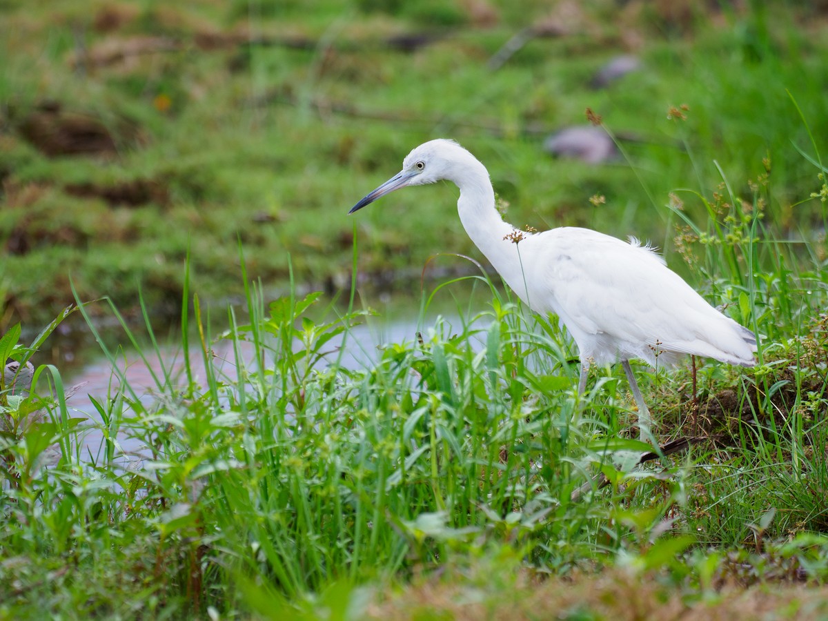 Little Blue Heron - ML646120280