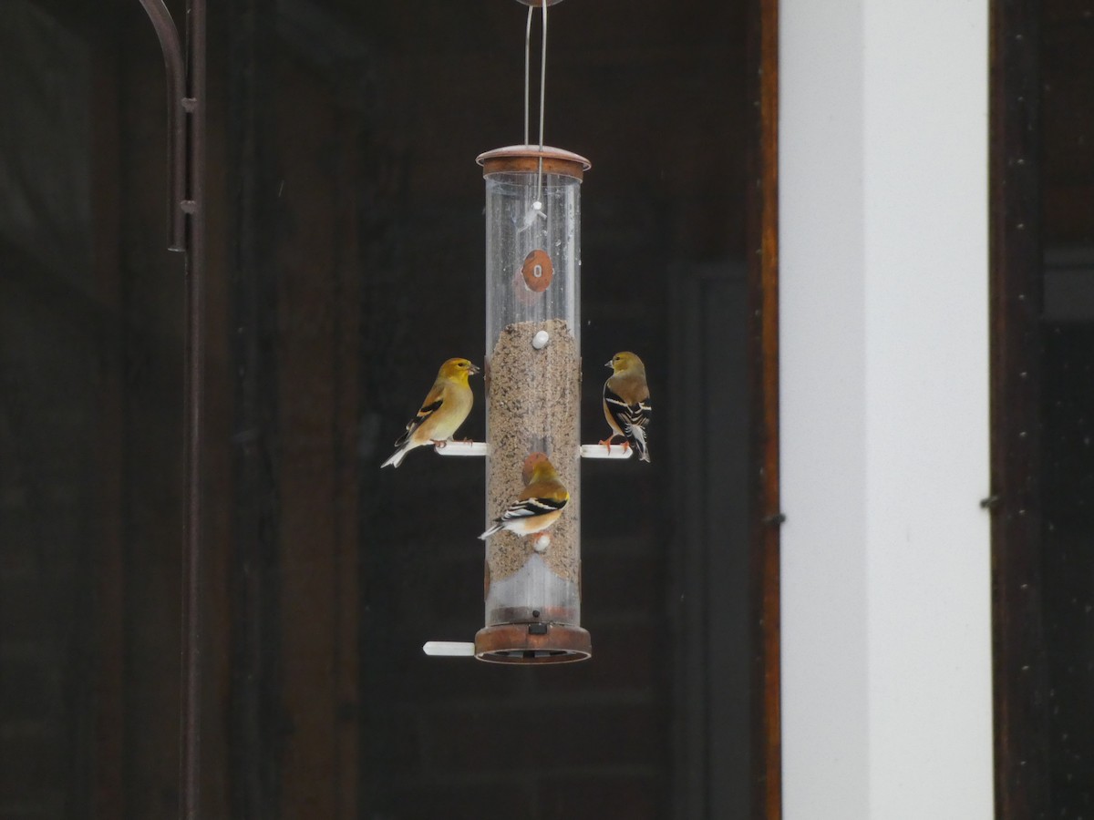American Goldfinch - ML646120282
