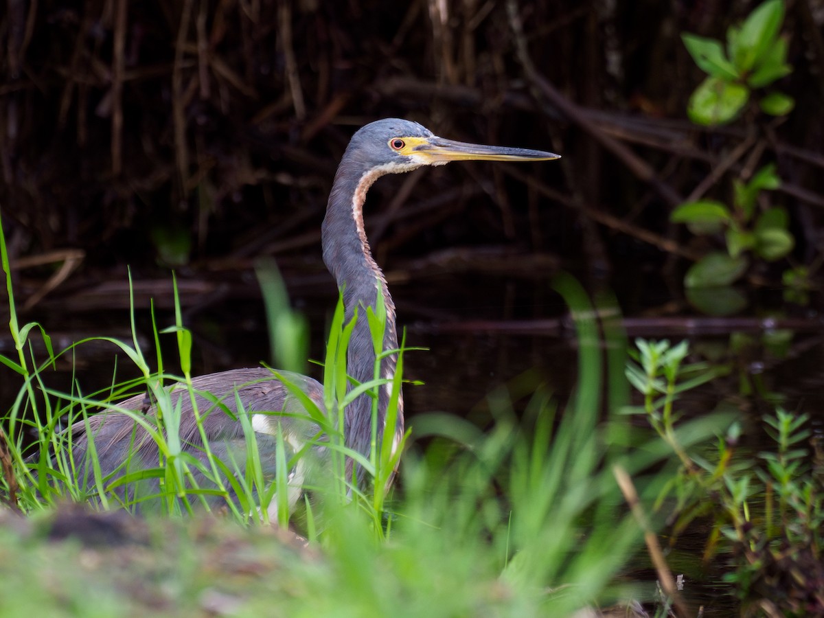 Tricolored Heron - ML646120283
