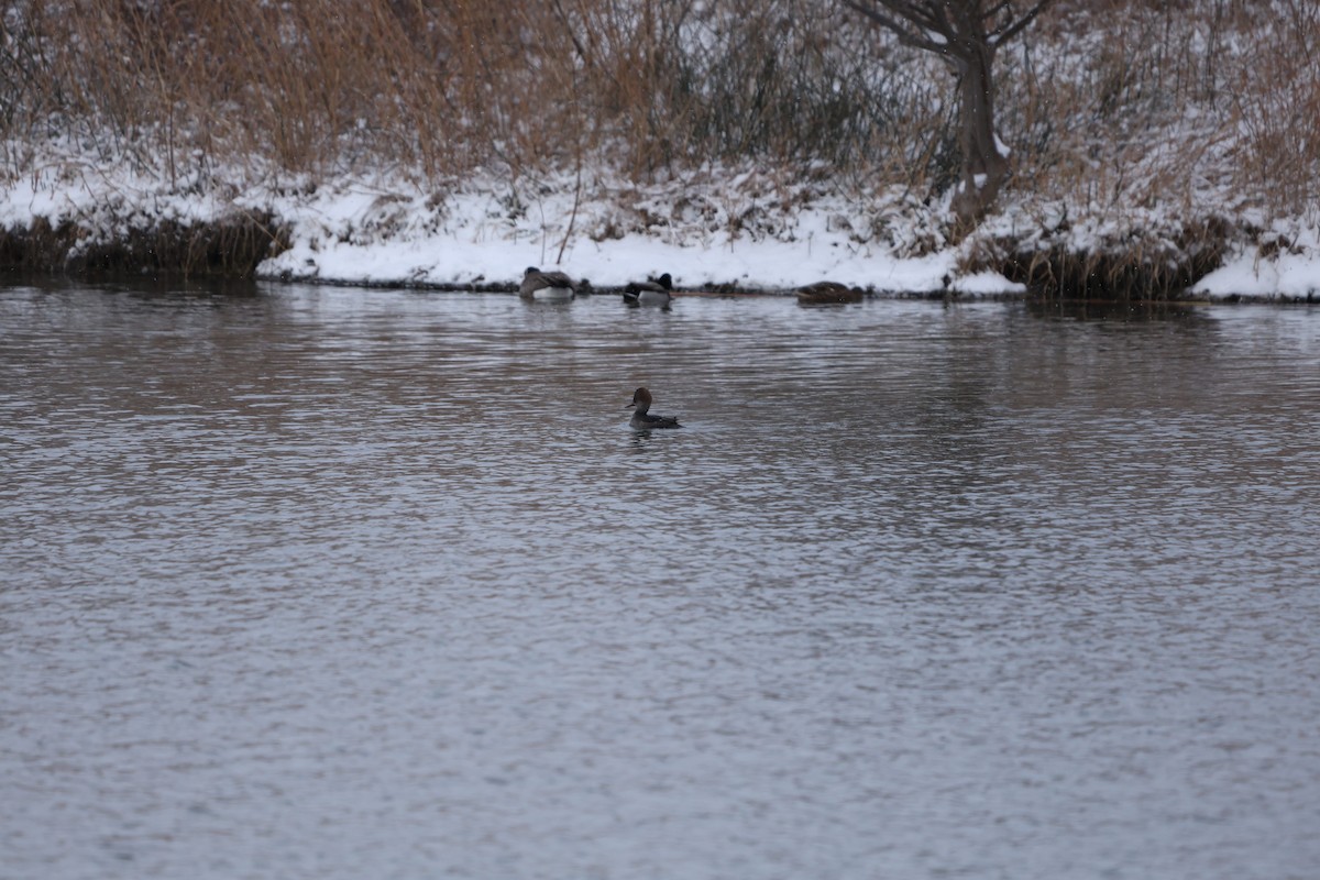 Hooded Merganser - ML646120284