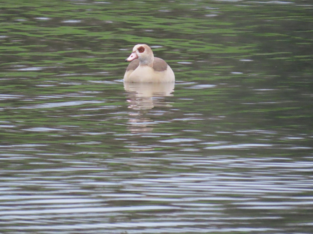 Egyptian Goose - ML646120286