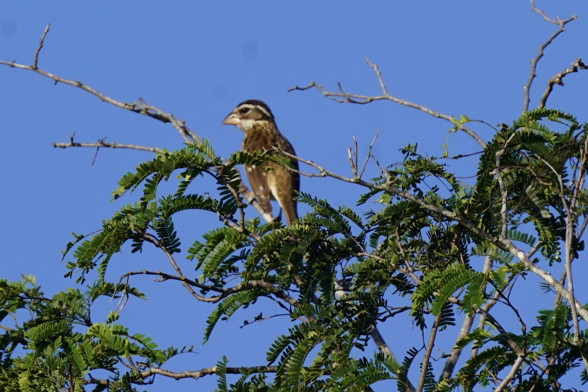 Rose-breasted Grosbeak - ML646120287